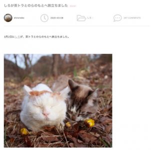 ​当年的网红“猫叔”离开人间，你可还记起它带来过的温暖