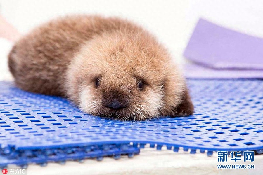 晒晒各类动物宝宝照 小小的萌萌哒