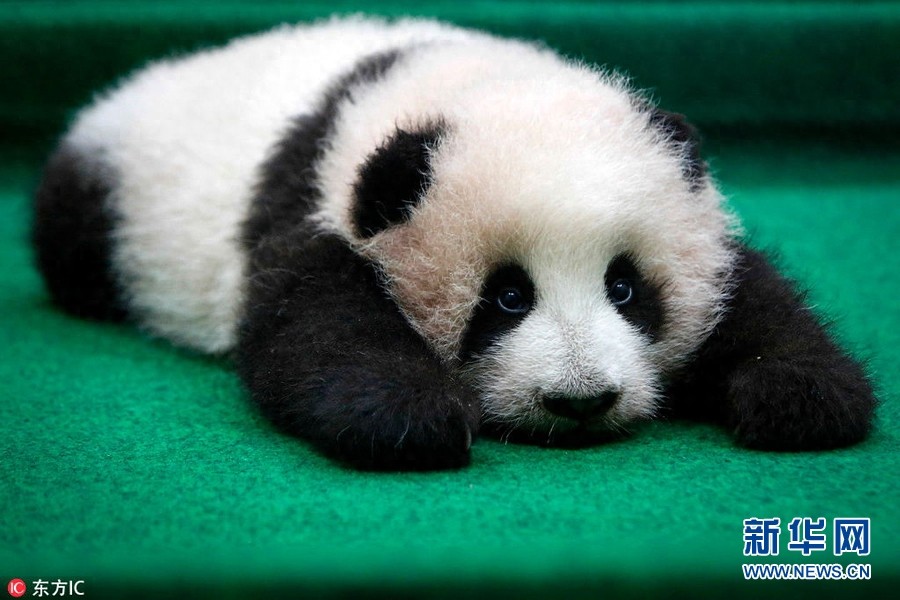 晒晒各类动物宝宝照 小小的萌萌哒