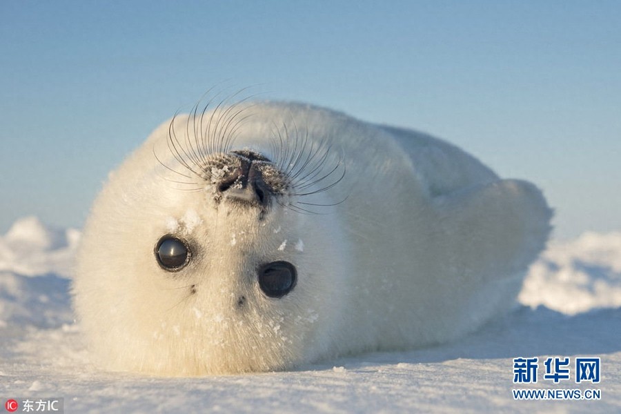 晒晒各类动物宝宝照 小小的萌萌哒
