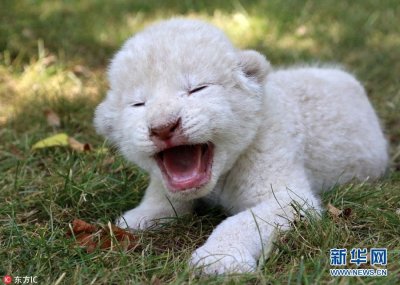 ​晒晒各类动物宝宝照 小小的萌萌哒