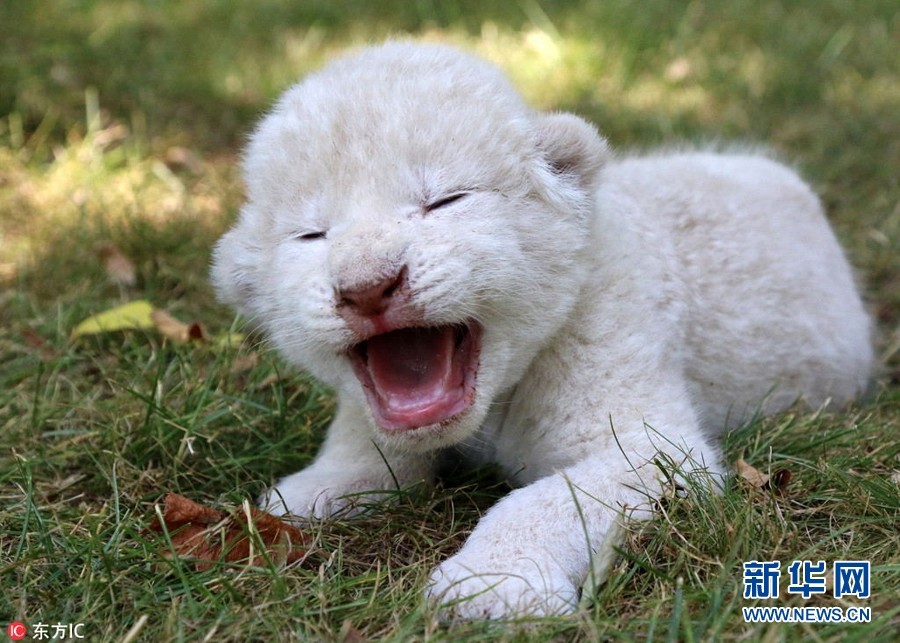 晒晒各类动物宝宝照 小小的萌萌哒