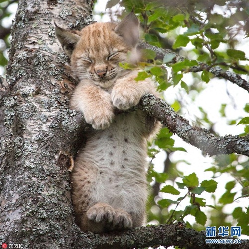 晒晒各类动物宝宝照 小小的萌萌哒