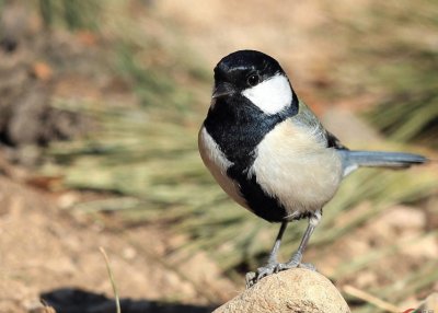 ​无畏之小巨兽：大山雀的真实面目揭秘