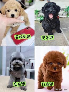 ​在中国最受欢迎的十大宠物狗，中华田园犬排不上号，太可惜了