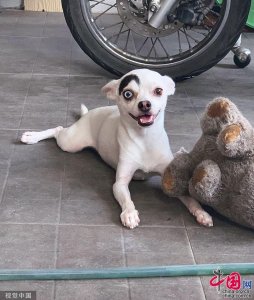 一半温良一半邪恶?泰国“阴阳脸”吉娃娃成网红