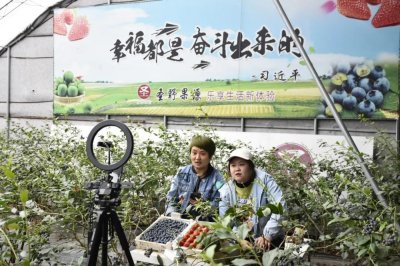 ​丹东农民变身网红直播销售蓝莓