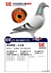 ​「盘点2021赛鸽」十大公棚冠军鸽有何共通之处？