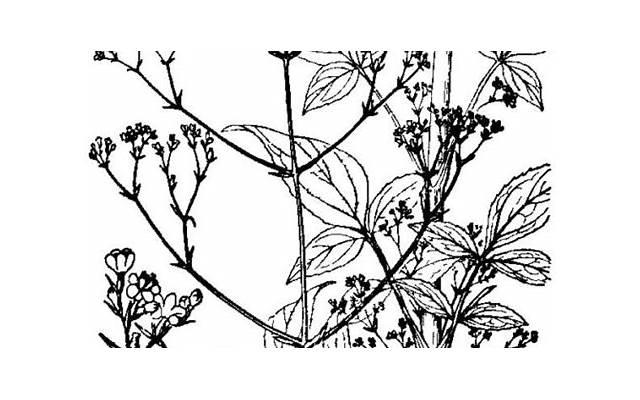 怎样改善睡眠（怎样改善睡眠浅容易醒）