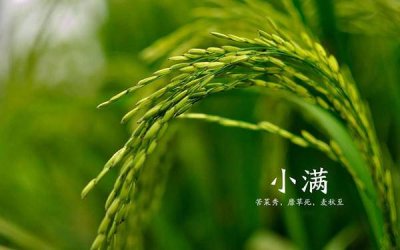 ​小满的民间风俗 动三车、看麦梢黄这些习俗你知道吗