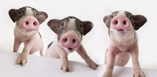 关于猪的笑话,关于猪的笑话图4