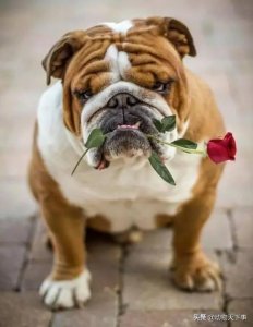 ​英国斗牛犬和法国斗牛犬的区别（世界名犬之一身狠劲的斗牛王）