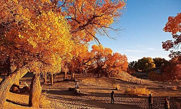 胡杨林在什么地方，胡杨林在什么地方?哪个省?图3