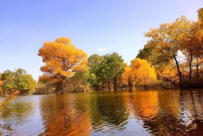 ​胡杨林在什么地方，胡杨林在什么地方?哪个省?