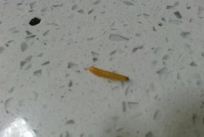 ​夏天厨房里有很多小虫子怎么办,夏天厨房有小虫子怎么办