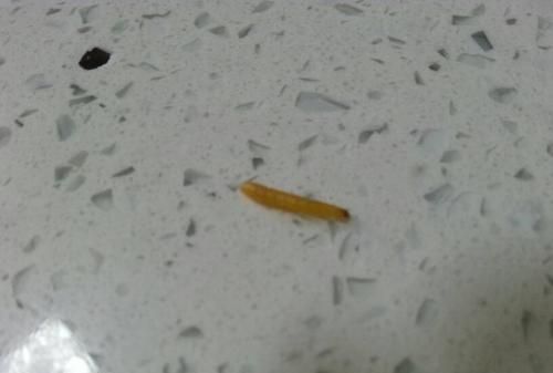 夏天厨房里有很多小虫子怎么办,夏天厨房有小虫子怎么办