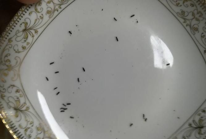 厨房有虫子怎么办能除根