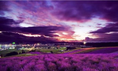 ​全球十大最美的花海（世界最美的花海介绍）