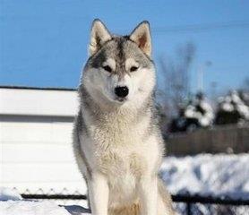 世界最优秀的伴侣犬：西伯利亚雪橇犬，