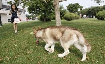 世界最优秀的伴侣犬：西伯利亚雪橇犬，