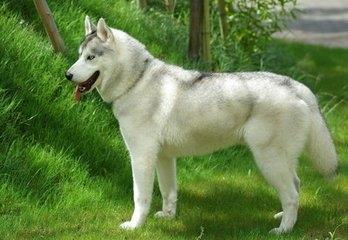 世界最优秀的伴侣犬：西伯利亚雪橇犬，