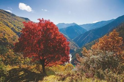 黑水一棵花楸树成川西最美“网红”