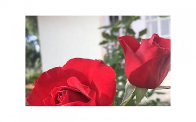 孕期可以游泳嘛(孕期可以游泳不)