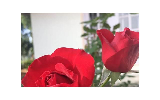 孕期可以游泳嘛（孕期可以游泳不）