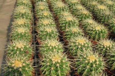 ​仙人球这么多品种你能分清楚么