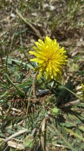 ​春天里的小野花蒲公英 象征着爱情随风飘扬 特别顽强的生命力