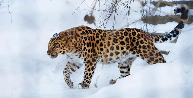 张国荣和唐先生怎么在一起的（张国荣和唐鹤德恋情）