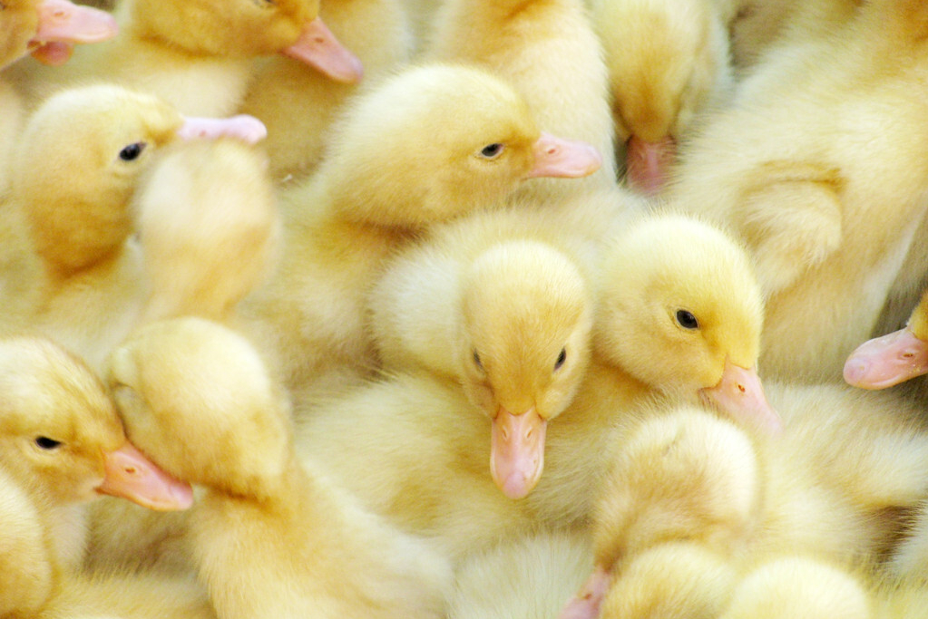 养鸭子怎么样（养鸭子的三个重要因素要注意）