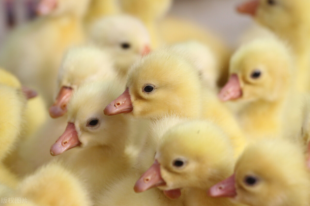 养鸭子怎么样（养鸭子的三个重要因素要注意）