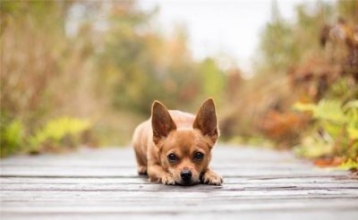 ​最适合城市楼房养的5种宠物狗，边牧垫底，有没有你家的？