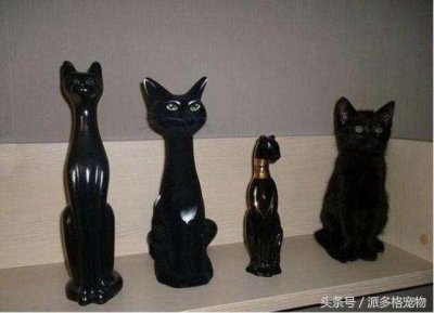 ​会变色的动物有哪些 还以为只有变色龙是变色高手吗？这几种动物简直与大自然融