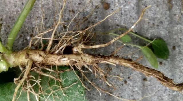 生根对什么集中对什么凉爽对什么清晨对什么风对什么天对什么