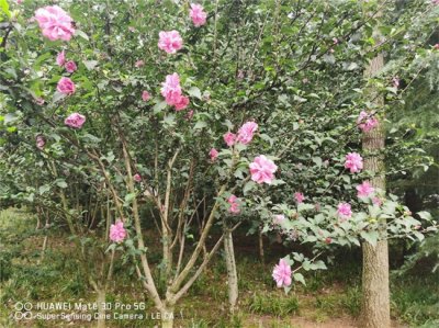 ​盆栽木槿怎么养