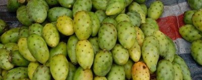 ​仙人掌的刺扎进手里不拔出来没事吧 仙人掌的刺扎手里弄不出来有影响吗