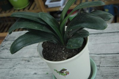 ​君子兰多久浇一次水