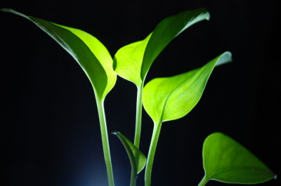 ​滴水观音需要经常浇水吗 想要养好滴水观音，这6点要记住！