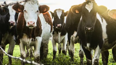 ​母牛怀孕怎样测试