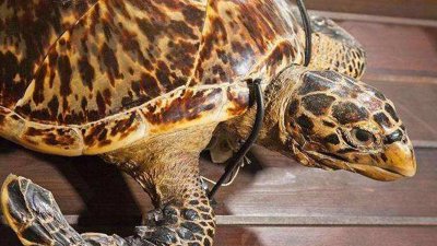 ​文玩黄金甲是什么