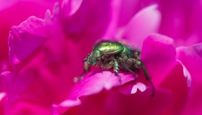 ​地狗子是什么动物