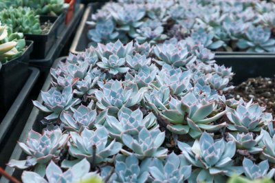 ​蓝石莲防电脑辐射吗？