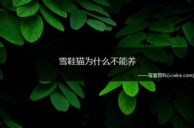 ​雪鞋猫为什么不能养，雪鞋猫很像布偶猫
