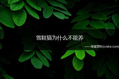 雪鞋猫为什么不能养，雪鞋猫很像布偶猫